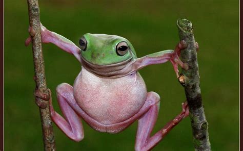 Funny Frog wallpaper | Frog pictures, Cute frogs, Funny frogs