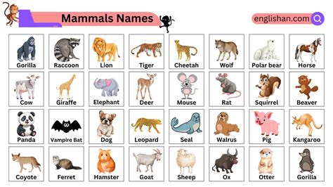 5 Mammals Name • Englishan