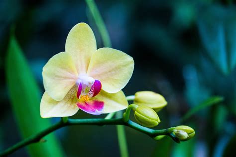 orchid, flower, bud Wallpaper, HD Flowers 4K Wallpapers, Images and ...