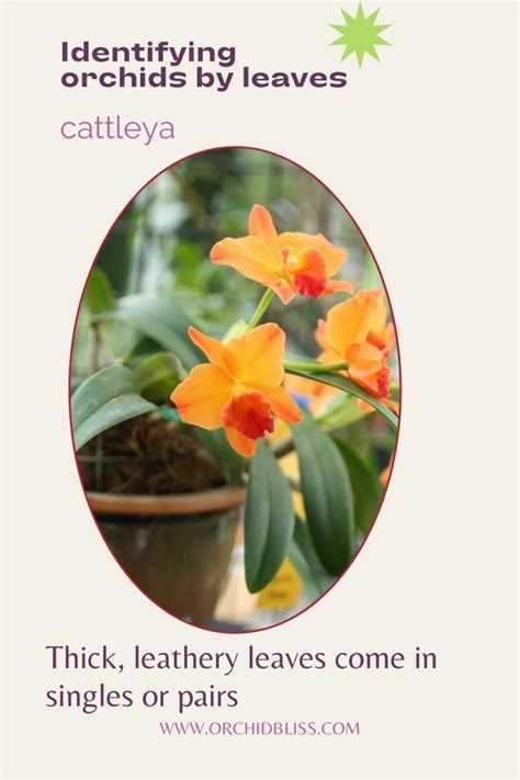 How to Identify Orchids: The Comprehensive Guide - Orchid Bliss