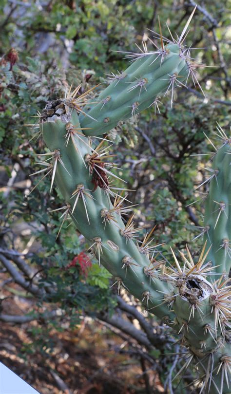 Cylindropuntia species – Trout's Notes