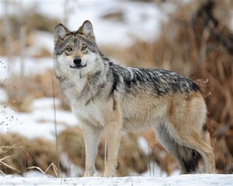 Endangered Mexican wolf treks further north in New Mexico