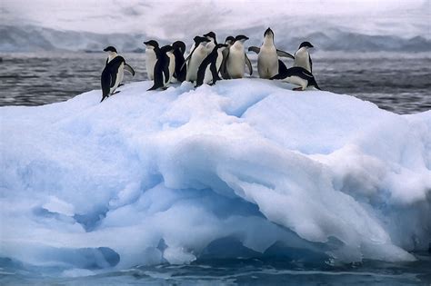 Scuba Diving Icy Antarctica – Peachin Adventure