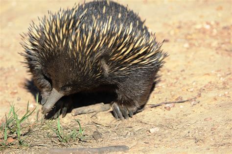 Monotremes: Incredible Mammals Who Lay Shelled Eggs