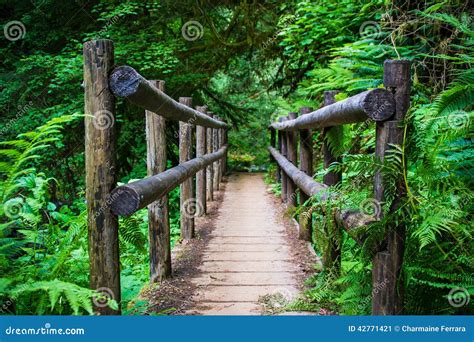 Bridge on hiking trail stock image. Image of bridge, green - 42771421