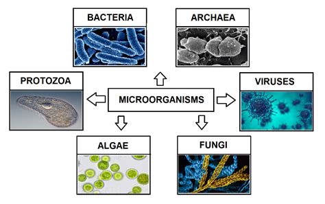 THE UNSEEN LIFE OF RIVERS: Mysterious aquatic microorganisms – Water detective