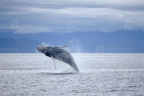 A whale jumping above the ocean 882840 Stock Photo at Vecteezy