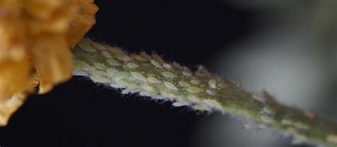 Aphids on Indoor Plants | University of Maryland Extension