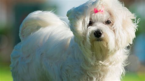 Shih Tzu, consejos de esta raza de perro pequeña | Purina®