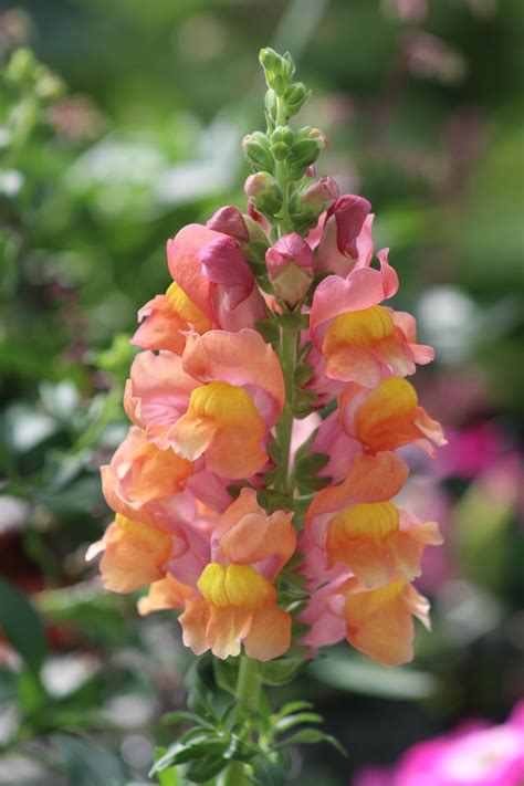 Snapdragon... | Snapdragon flowers, Beautiful flowers, Flower bed designs