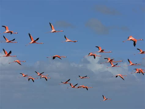 Photos from Great Inagua, Bahamas, January 2006