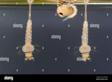 Mosquito larvae and pupa (Culex sp.), Europe, August, controlled conditions, focus stacked Stock ...