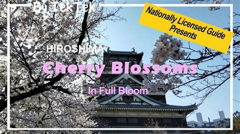 TekTek [HIROSHIMA] Cherry Blossoms in Full Bloom at Hiroshima Castle ...