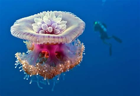 25 Jellyfish Close Up Shots That Will Astound You