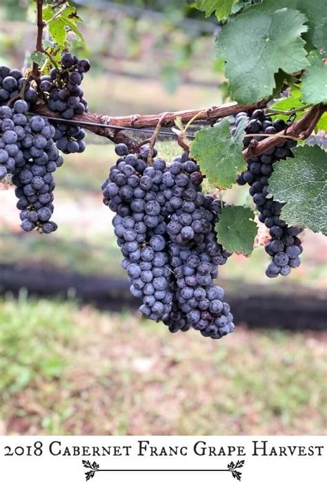 2018 Cabernet Franc Grape Harvest - Small Vineyard, New Jersey - Life's Little Sweets