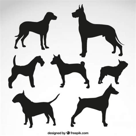 Dog Tail Indicates Breed: What is your Dog Tail Shape?