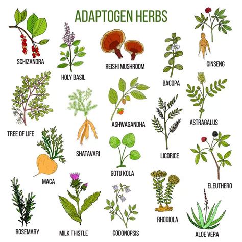 The Ultimate Guide to Adaptogens: Everything You Need to Know – Metta ...