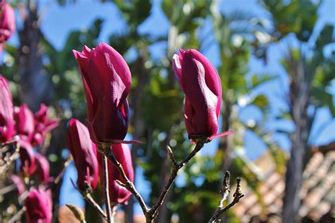 magnolia soulangeana purple by patricia malmierca landscape arch ...