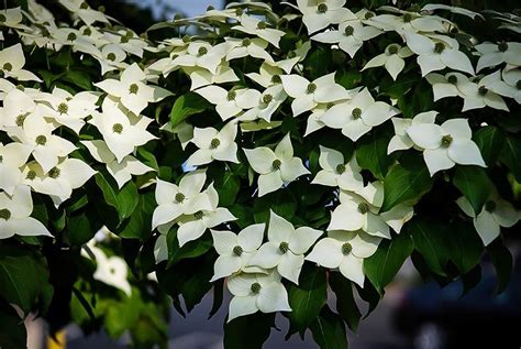 White Kousa Dogwood Trees For Sale | The Tree Center