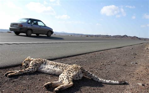 New threat for the Asiatic Cheetah habitat +UPDATE Iranian Cheetah Society