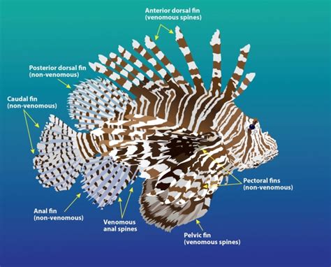 LIONFISH STINGS | ROLLING HARBOUR ABACO