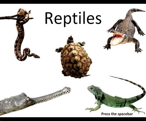 Reptiles Examples | Amazing Wallpapers