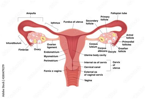 Schematic drawing showing the internal organs of the female ...