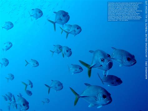 Horse-eye Jacks, Caranx latus @Bonaire Bonaire, Snorkeling, Conservation, Society, Ocean, Horses ...