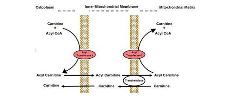 How to Analyze Carnitine and Acylcarnitine? - Creative Proteomics Blog