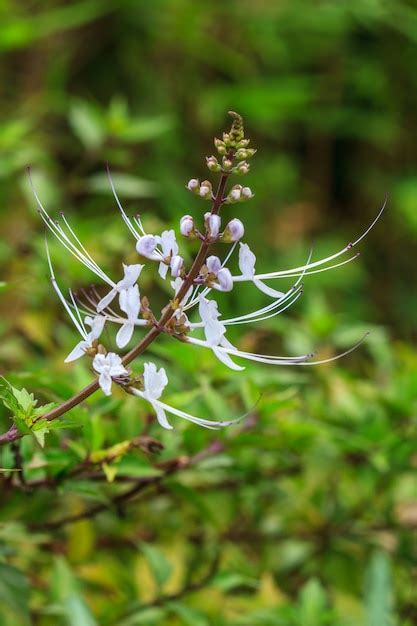 Premium Photo | Cat's whiskers flowers