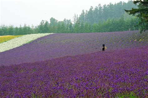 Lavender Season in Hokkaido 2021 | Visit Furano | Kyuhoshi