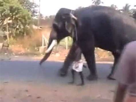 Elephant Running in India Full Speed, Elephant Running Race, Elephant ...