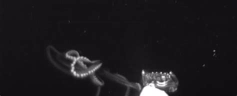 First-of-Its-Kind Video Shows How Giant Squid Hunt Their Prey Deep in ...