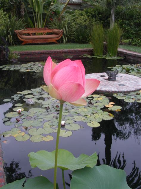 Free photo: Lotus pond - Green, Leaves, Lotus - Free Download - Jooinn