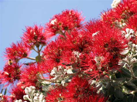 Red Flowers of New Zealand Christmas Tree | snapped in Sydne… | Flickr