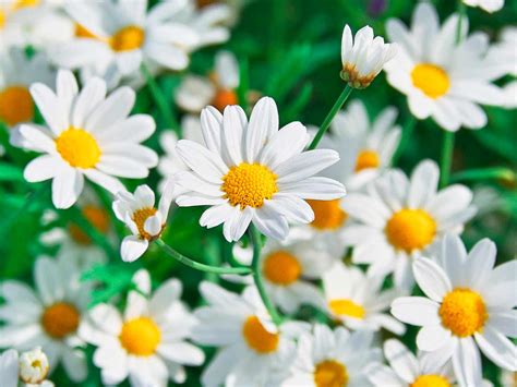 How to grow and care for chamomile | lovethegarden