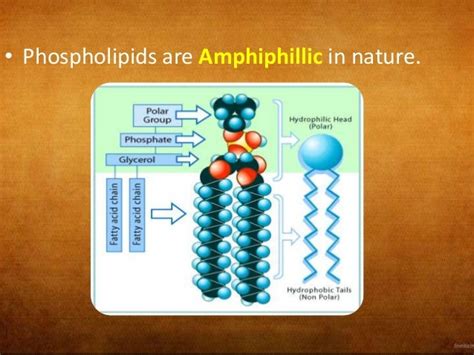 Biosynthesis of Phospholipids