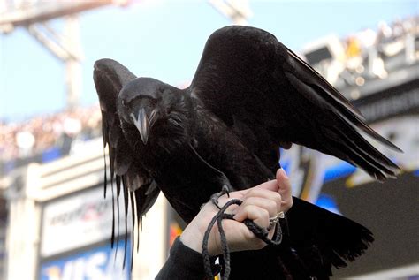 Raven mascot of the Baltimore Ravens Football Team DSC_873… | Flickr