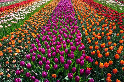 Download Field of Flowers Royalty Free Stock Photo and Image