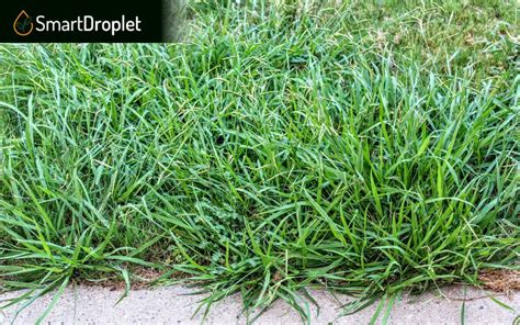 Crabgrass vs Quackgrass: Let's Compare the 2 Grass Types