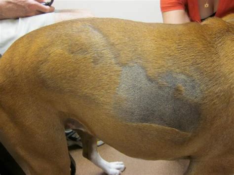 Alopecia in dogs, a symptom of many pathologies.