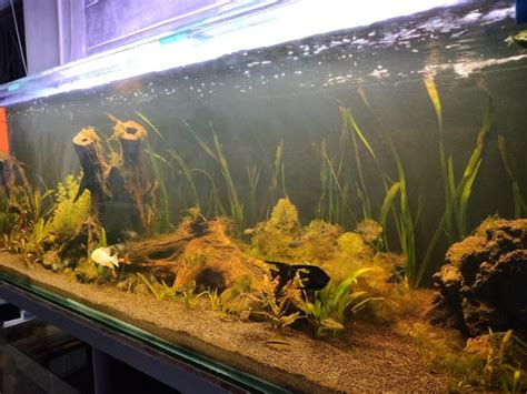 200 Gallon Cichlid Tank Full of Juvies : r/Aquariums