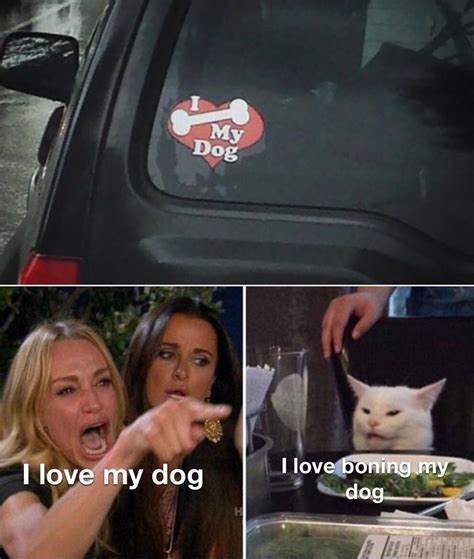 Dirty minded cat : r/memes