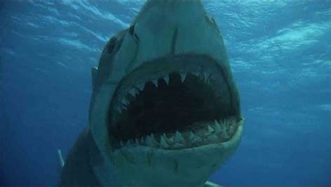 Jaws The Revenge shark gets a CGI special effects makeover — The Daily Jaws