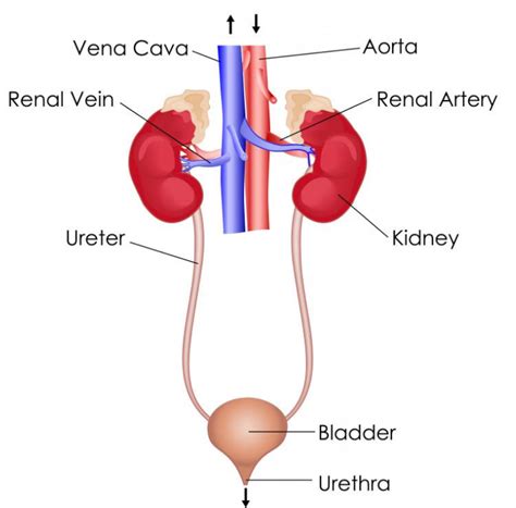 Excretion | Class 10, Life processes