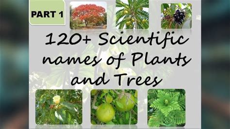 60+ Scientific names of flowers | Part 1 | Botanical names of flowers | The Big Bio Theory ...