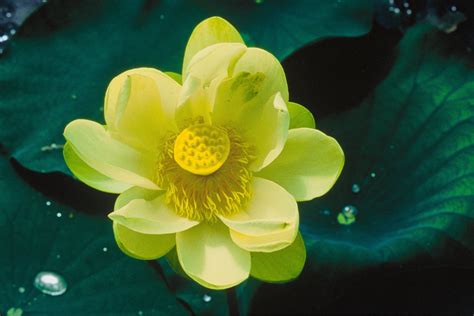 File:Lotus flower nelumbo nucifera.jpg - Wikimedia Commons