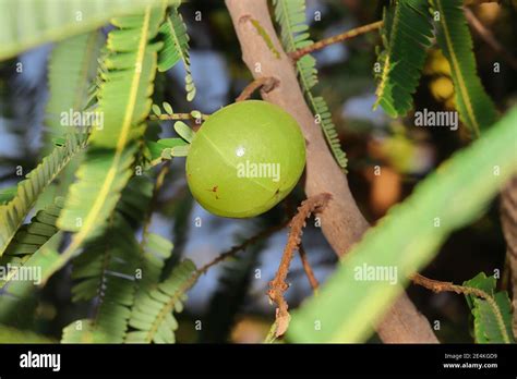 Phyllanthus emblica (Emblic myrablan, Malacca tree, Indian gooseberry, Amla, Amalaka) : An ...