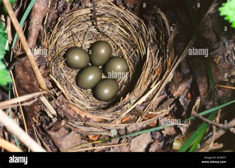 Nachtigall nest mit 5 Eiern Luscinia Megarhynchos Spanien Stockfotografie - Alamy