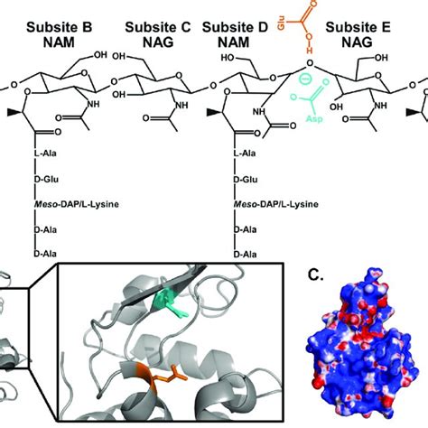 Lysozyme modulates the immune response. At the site of infection ...